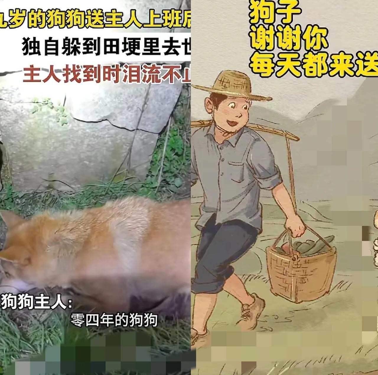 一生都在等主人回家的中华田园犬，用19年教会我们什么是最纯的爱。