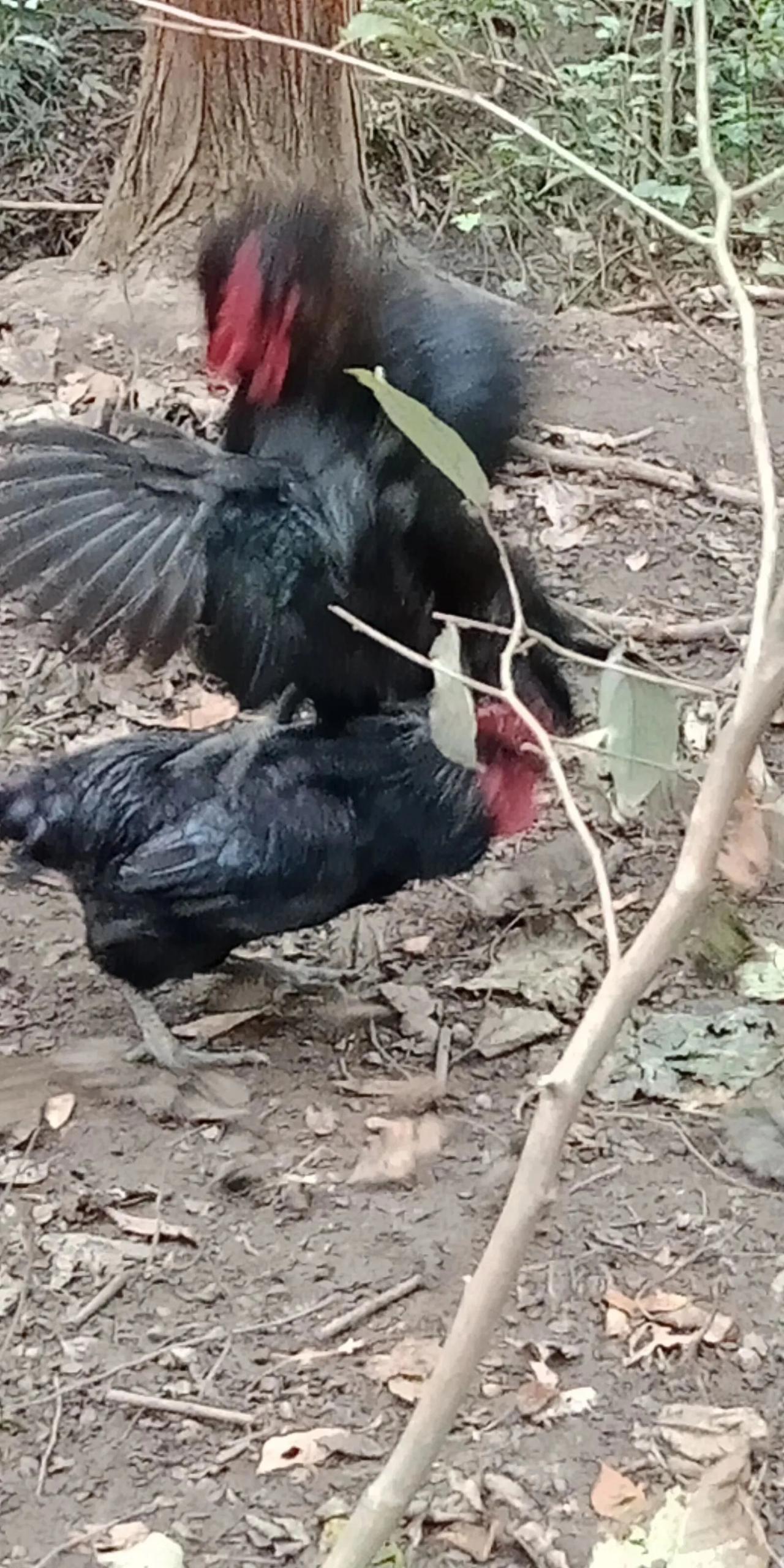 看看我那几年搞生态养殖时，给这些可爱又好斗的大公鸡抓拍的照片，是不是很有野生的雄