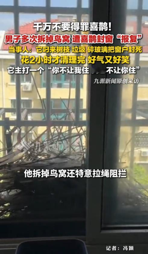 4月30日报道，山东青岛，男子多次拆鸟窝遭喜鹊封窗报复：它叼来树枝、垃圾、碎玻
