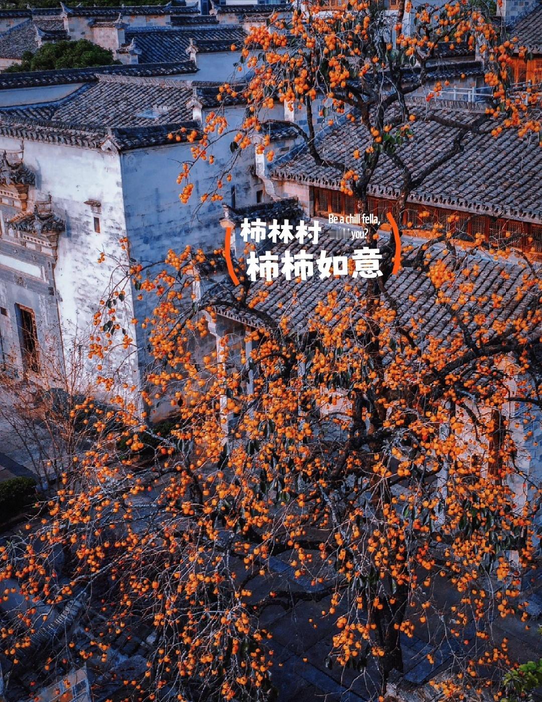 上海组队|11.1柿子林徒步,邂逅中式美学如果你问我江浙沪附近哪个地方的秋色蕞