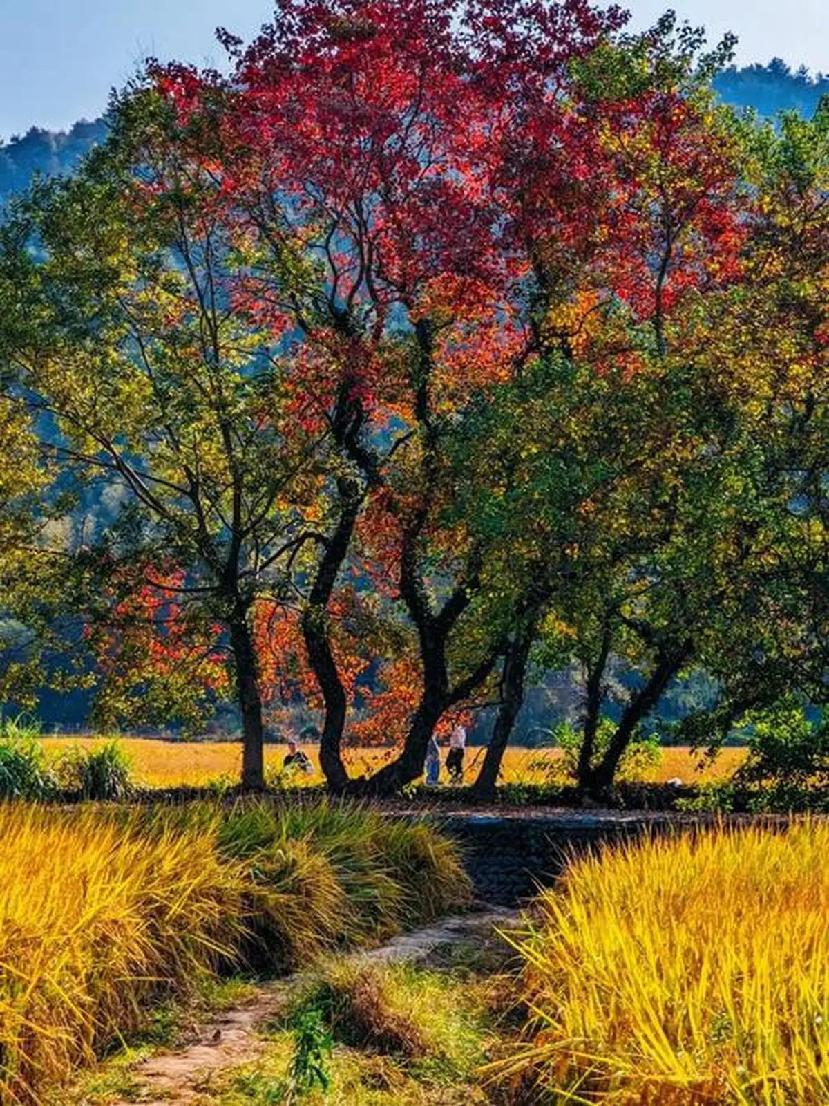🍁秋天童话世界的美景，就在安徽塔川这里！