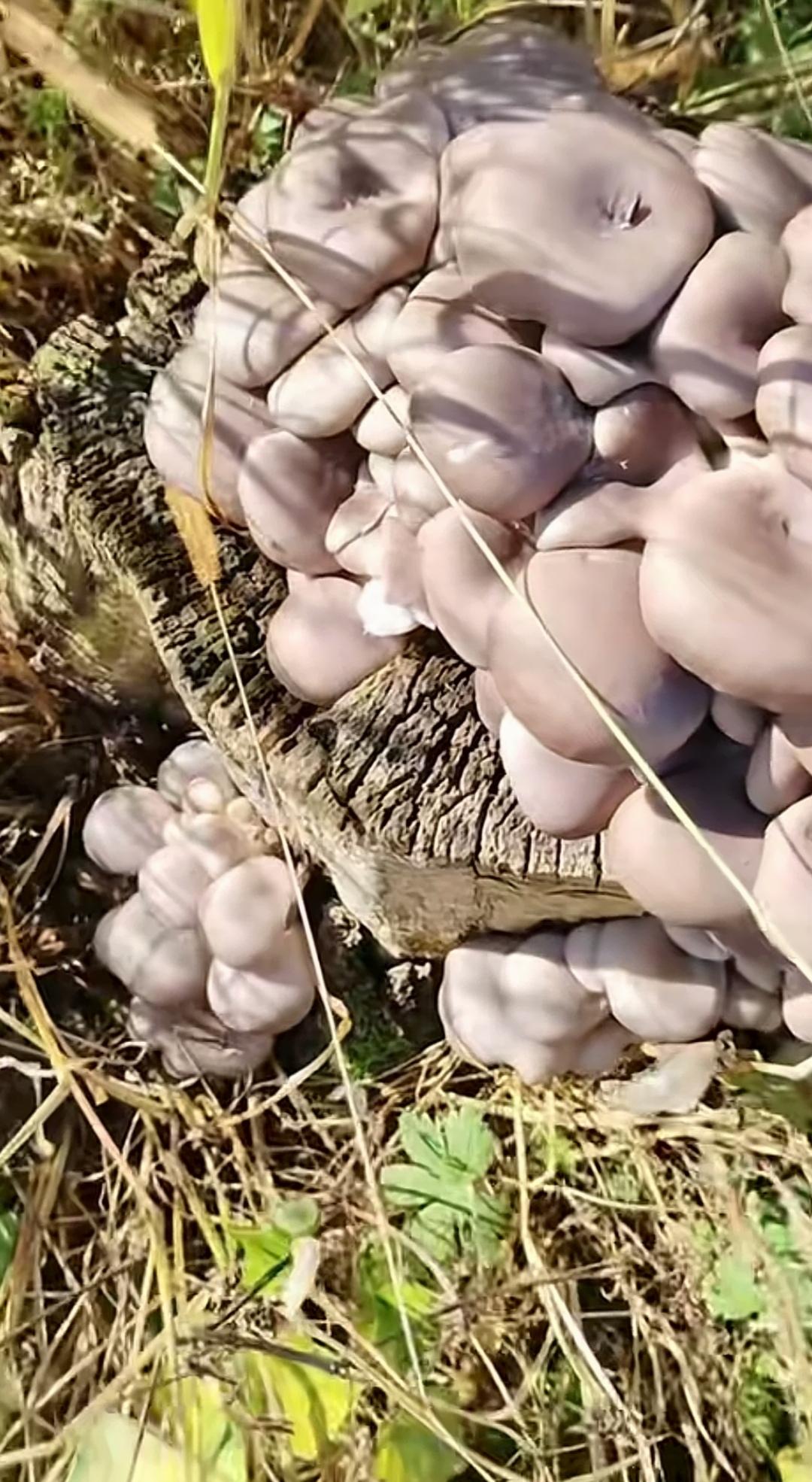 这一大片野菌菇群，大家在野外遇到过吗？这种形似蘑菇的菌菇是否有毒呢？要是无毒，它