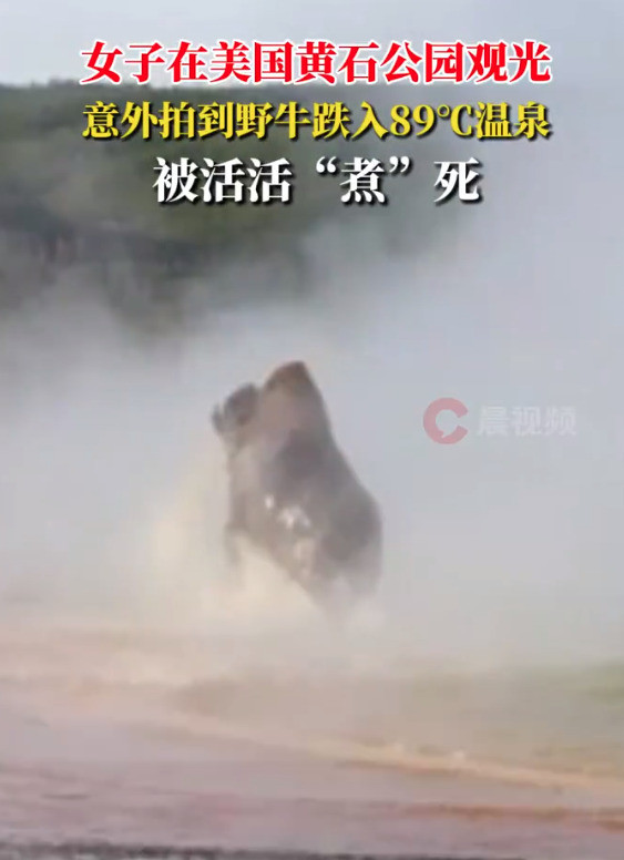 野牛掉进温泉被煮死，太惨了！野牛大哥估计是想洗个热水澡，