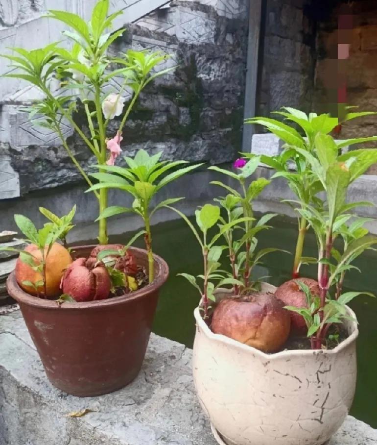 用烂水果养花，要注意什么？水果腐烂了，可以当成花肥，让植物根深、叶茂、花儿灿烂