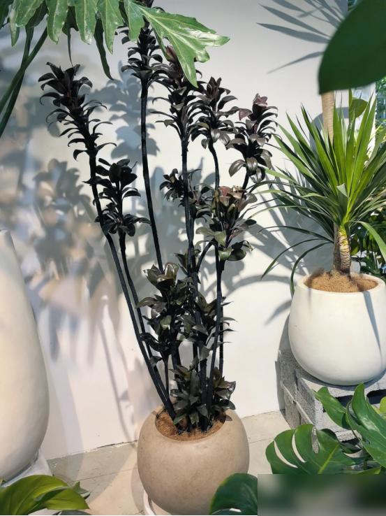 最近刷到好多人冬天养花踩大雷，我急得直跺脚！明明想装点家图吉利，结果养了枯萎的、