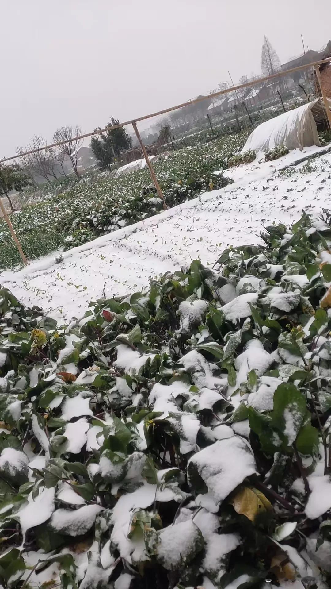 湖北老家下雪了，好想回家了。每年这个时候，湖北老家都会下雪，老妈拍了照片给我看