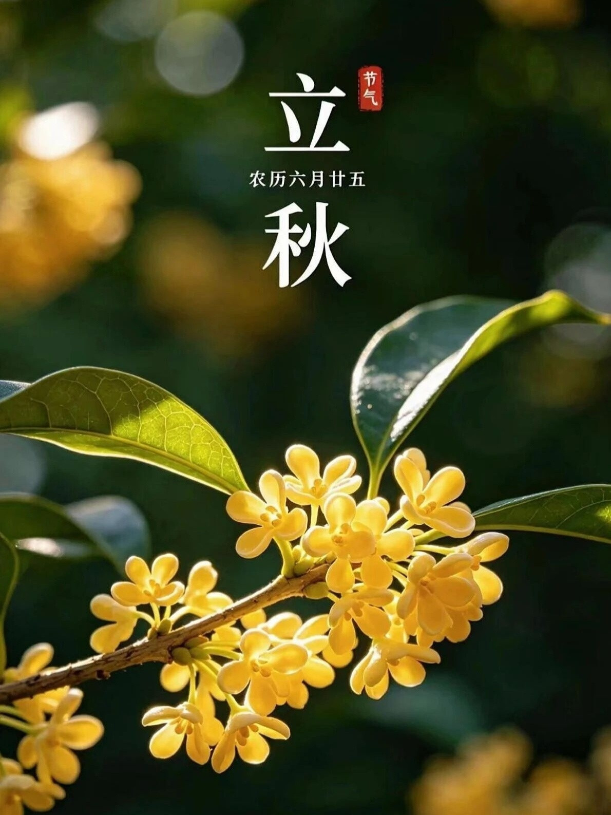 “风吹一片叶，万物已惊秋”，立秋是“二十四节气”中第十三个节气，是秋季的开始。“