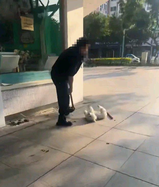 2025年12月31日，瑞安发生的虐狗事件真让人愤怒。一男子就因为自家比熊犬在家
