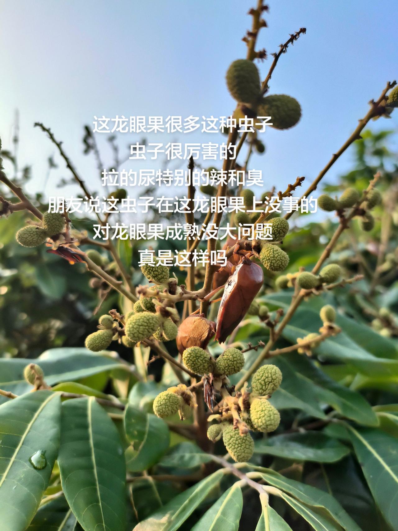 这龙眼果很多这种虫子虫子很厉害的拉的尿特别的辣和臭朋友说这虫子在这龙眼果上