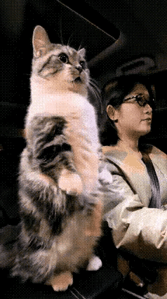 太可爱了，神情好严肃也好紧张[呲牙笑]