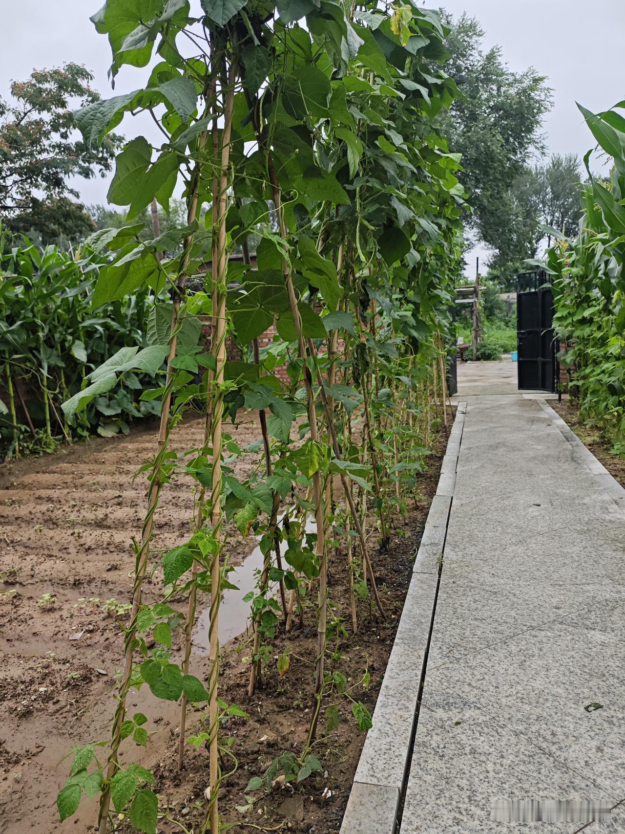 告诉爱种菜的友友们一个好消息，豆角也可以收二茬了。既然黄瓜可以落蔓，豆角为啥不