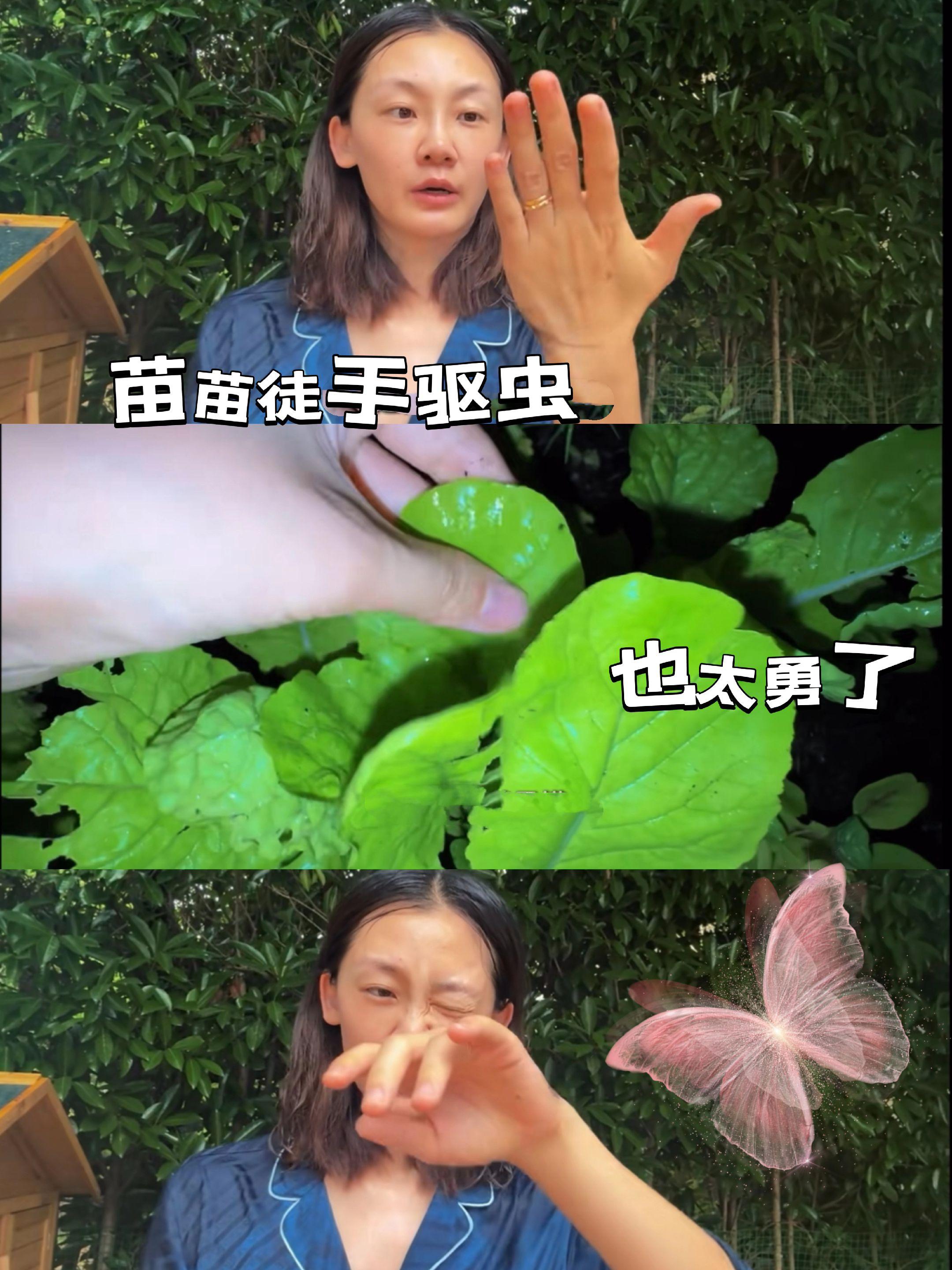 苗苗徒手驱虫，也太勇了。苗苗种植有机菜用了很多心血，菜叶被虫子吃，苗苗...