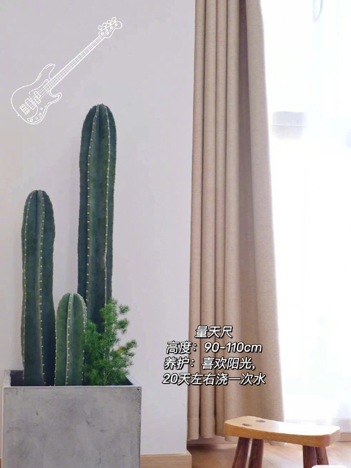 家居美学秒提气质的9种客厅绿植。