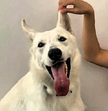 一天刷了几百条短视频，历史、娱乐、军事、萌宠、鸡娃、人情、卖货……放下手机，