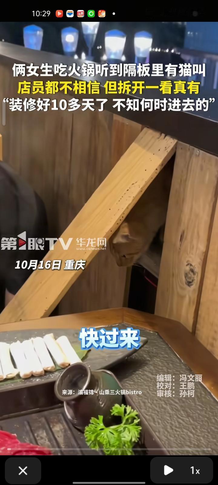 10月16日，重庆。两女生吃火锅时听到隔板有猫叫，店员打开一看还真是。此时的橘猫