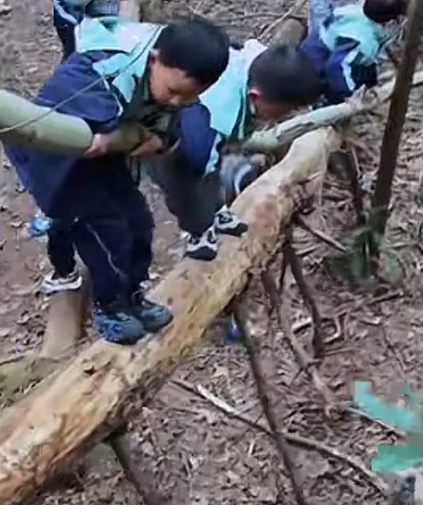 贵州一家幼儿园火了，原因很简单，把孩子们放到树林里，进行“锻炼”！孩子们彻底