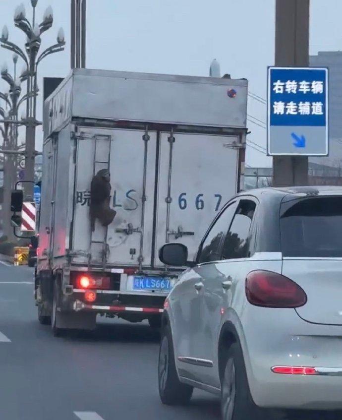 这年头猴哥都开始搭顺风车了～