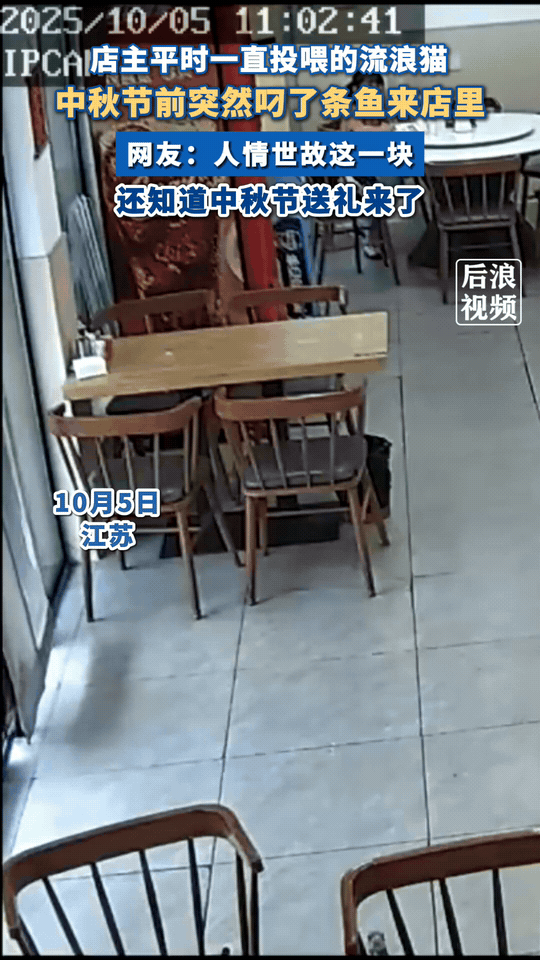 “万物皆有灵”！江苏一位餐饮店店主，因常投喂一只流浪小猫，收获了一份特别的“中秋