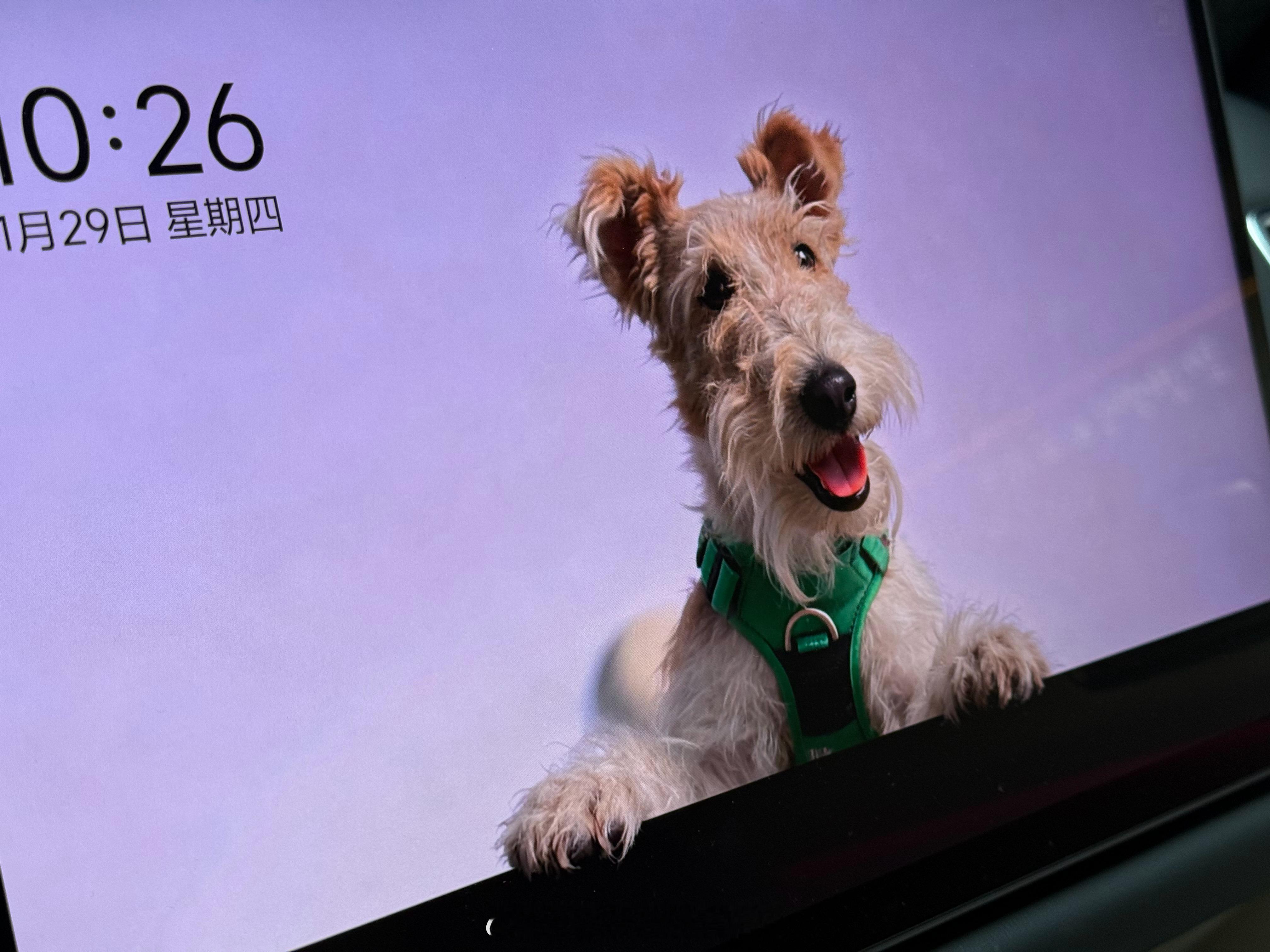 每天都有自家狗狗陪伴牛马的生活！真棒👍