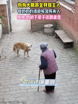 老狗拜别奶奶，看完直接破防了老狗步履蹒跚地走向奶奶，低头蹭着她的裤脚，像是在
