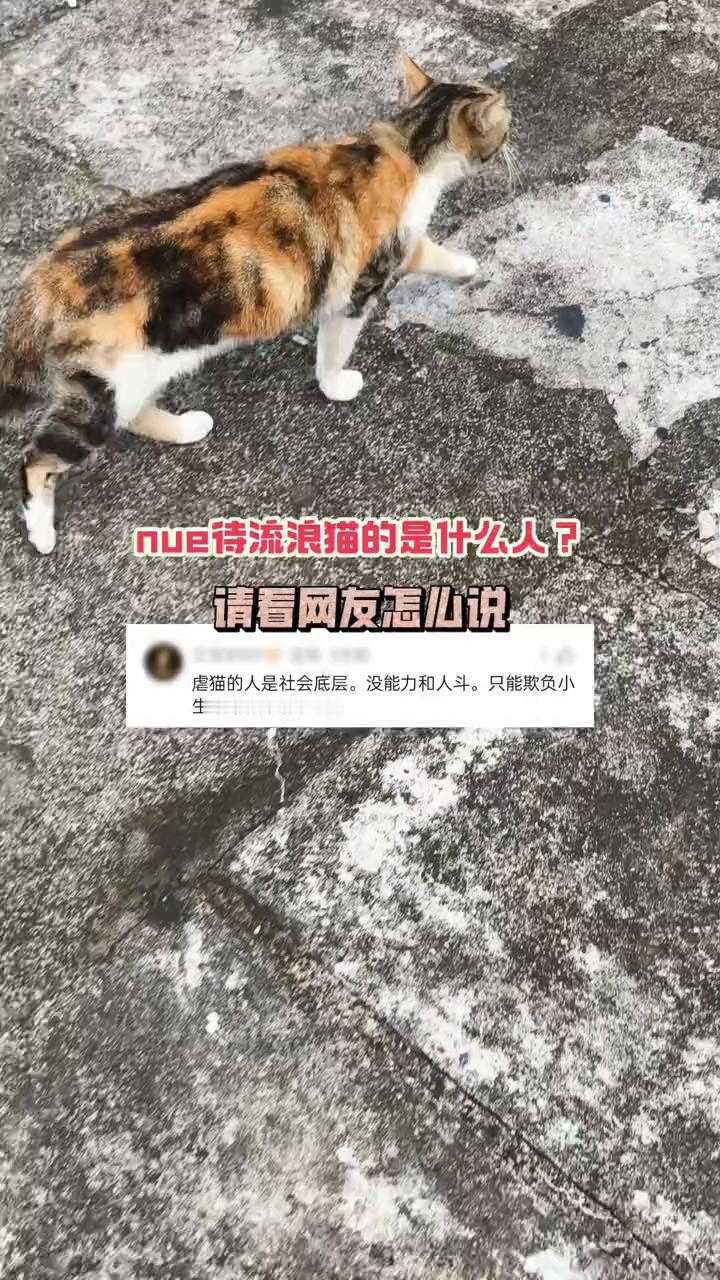 虐待流浪猫的是什么人？请看网友怎心说。虐猫的人是社会底层，没能力和人斗，只能欺