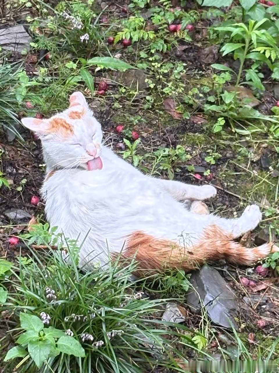 49820【丑猫】你继续甩你的猪肝！