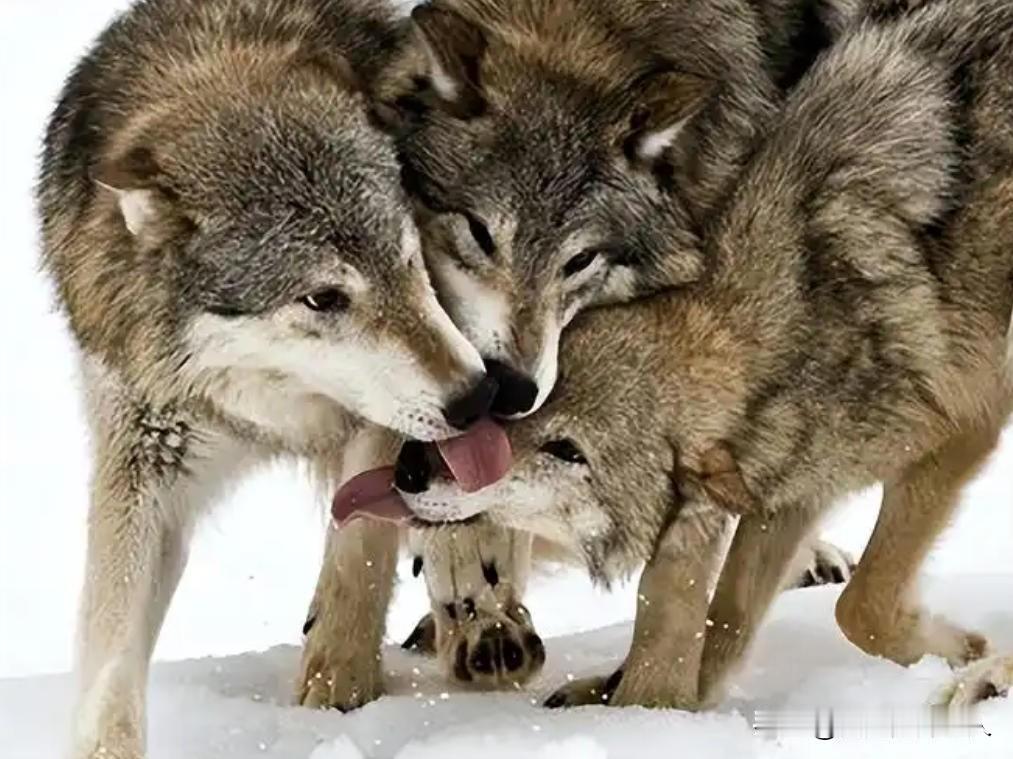 狼王的一生有多悲催？一位60多岁的老猎人告诉我，大部分人不知道，一只野狼当上新狼