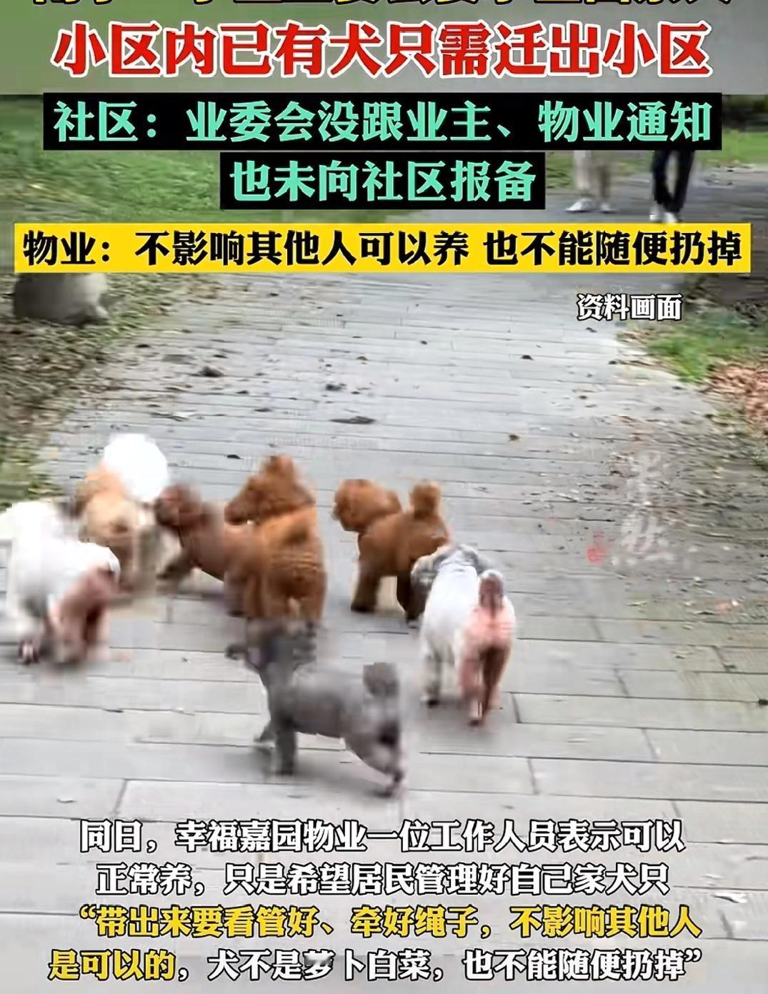 广西南宁，幸福嘉园的业主陈姐，每天早晚都牵着自家柯基在小区里转，一直守着牵绳、清