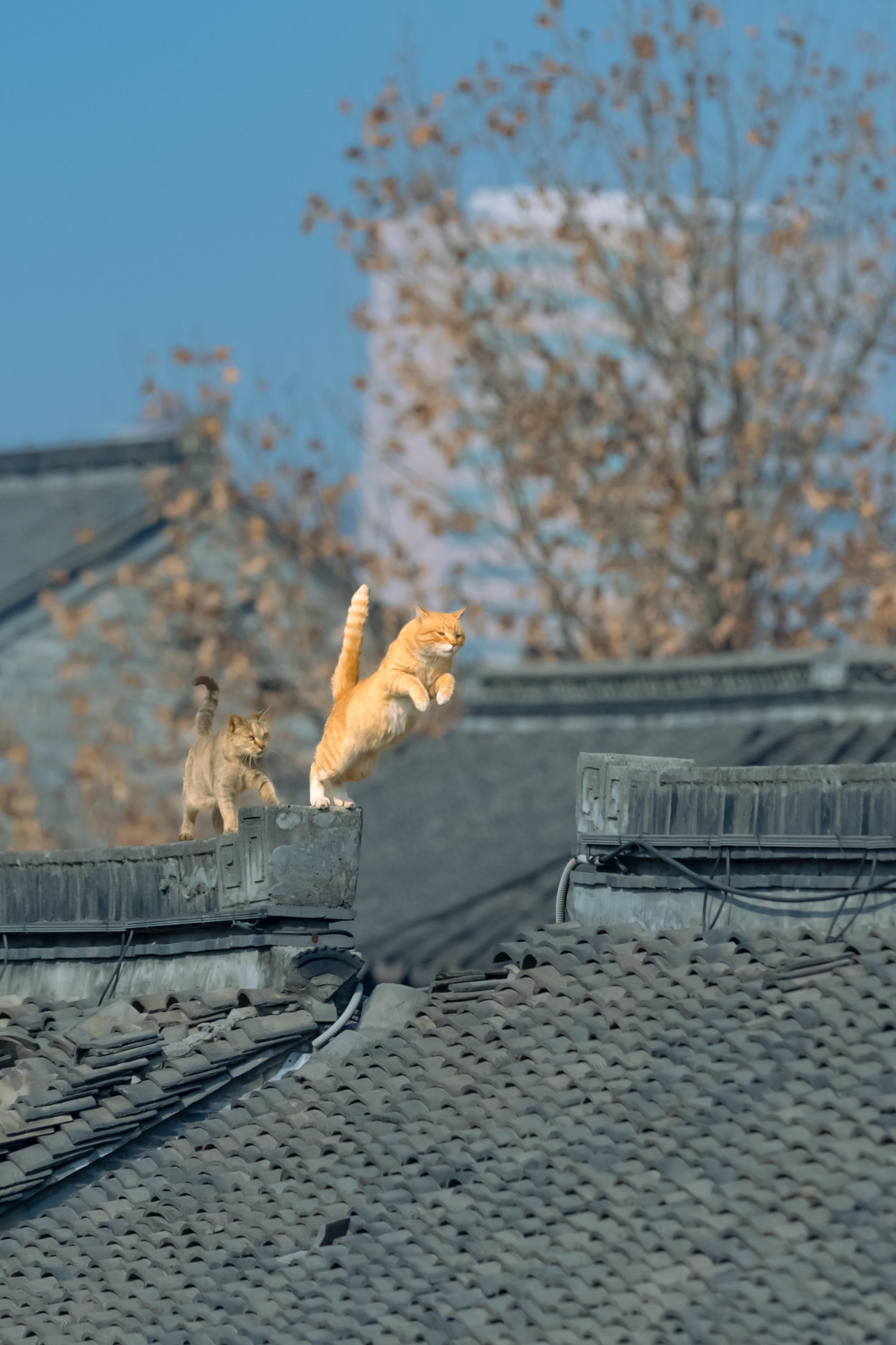 江南老街上，拍到了双猫飞跃。同一位置，同一只大橘，一月的时候拍到过单猫...