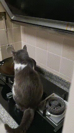 这种专属体验只有养猫人懂！网友家的猫咪妥妥的精致小吃货，作息比谁都规律，每