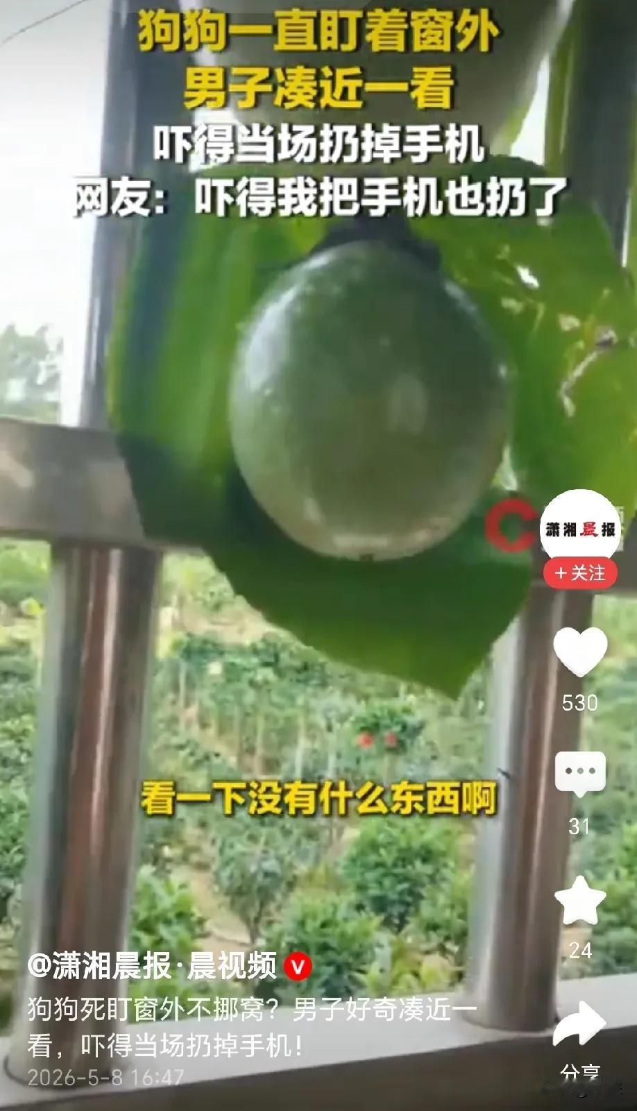 笑岔气了！广东，男子给狗狗喂鸡腿，意外的是，平时最爱吃鸡腿的狗狗，今天头也不回，