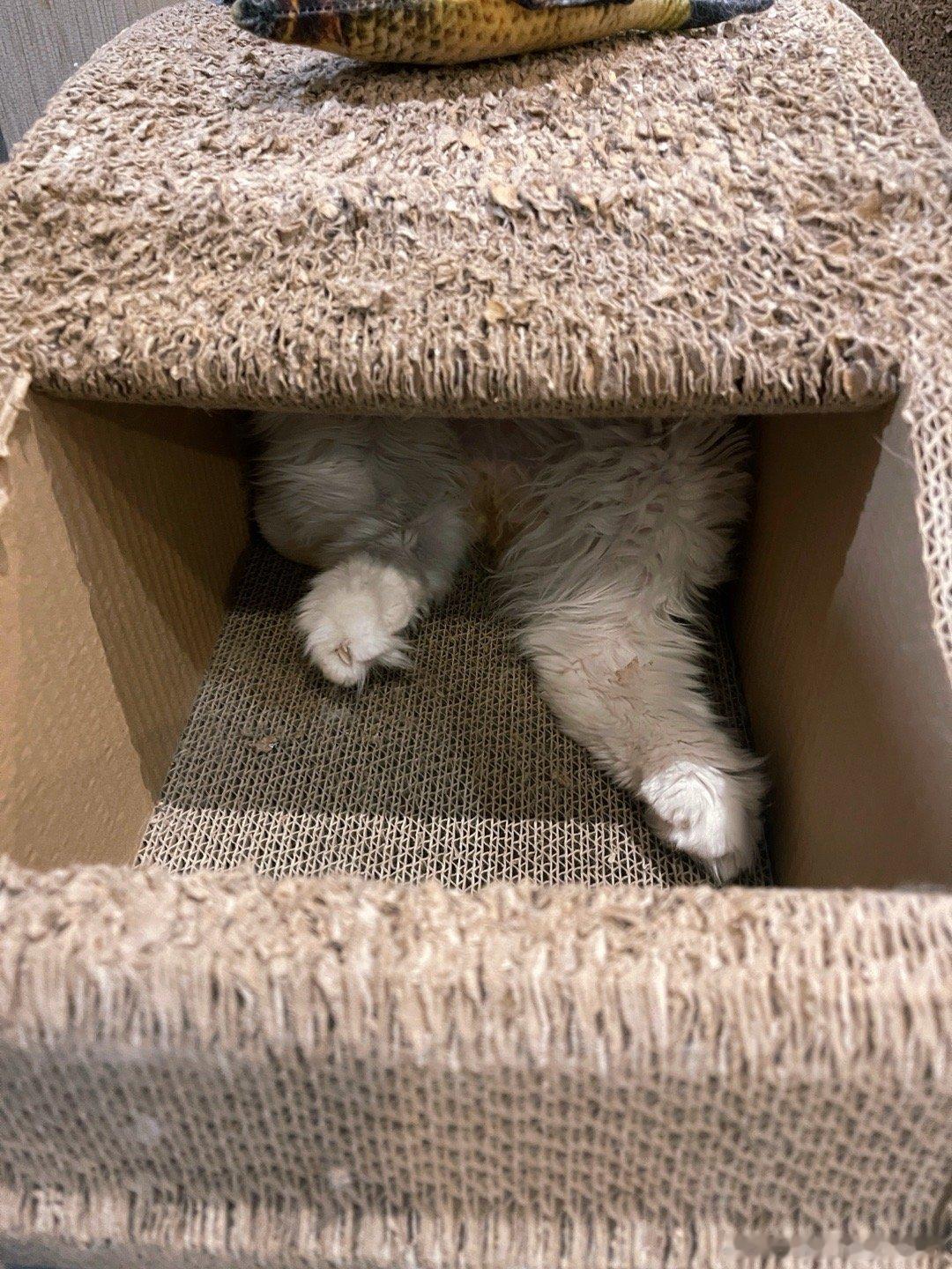 猜猫猫？[捂眼睛]​​​