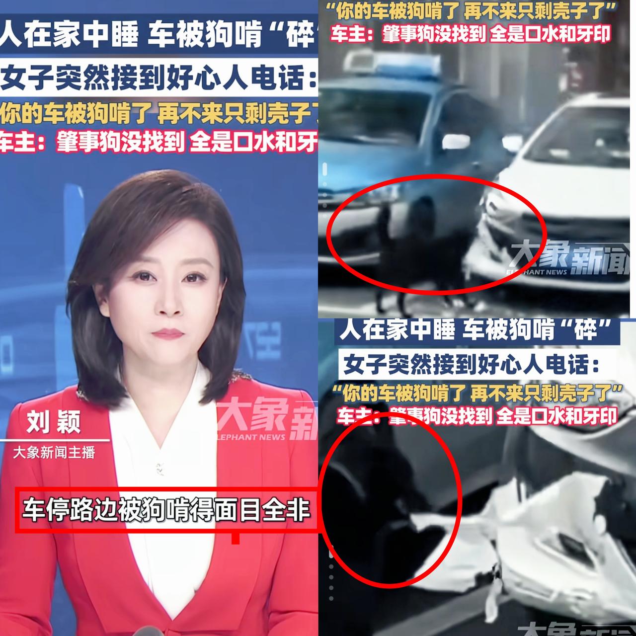 没想到车停路边，居然被狗咬了!湖南吉首马女士国庆睡午觉，突然接到个电话说“你