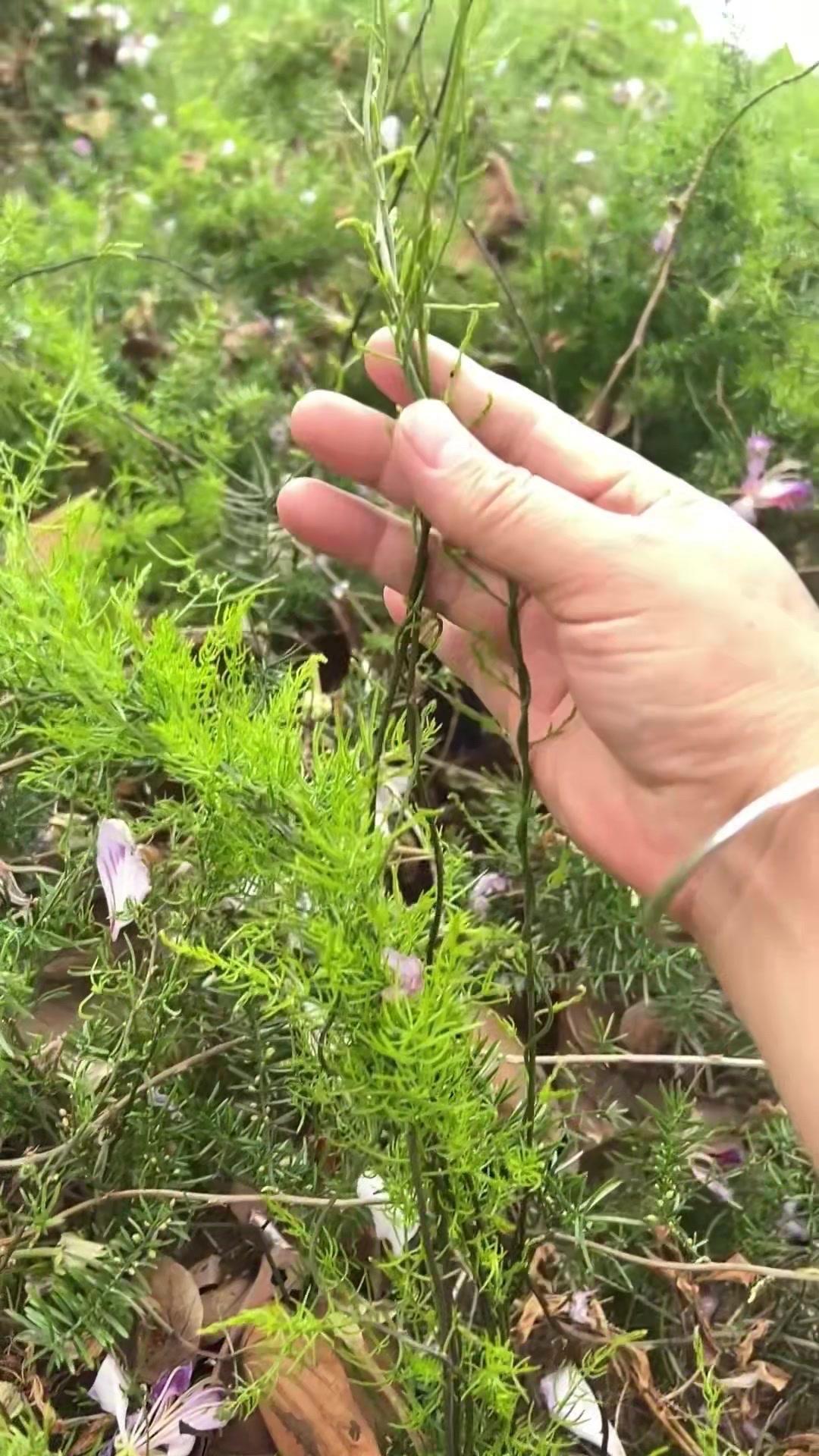 😮天门冬？你认识这种植物吗？🪴天门冬的根竟能当药材！它的根呈纺锤形，肉质肥厚