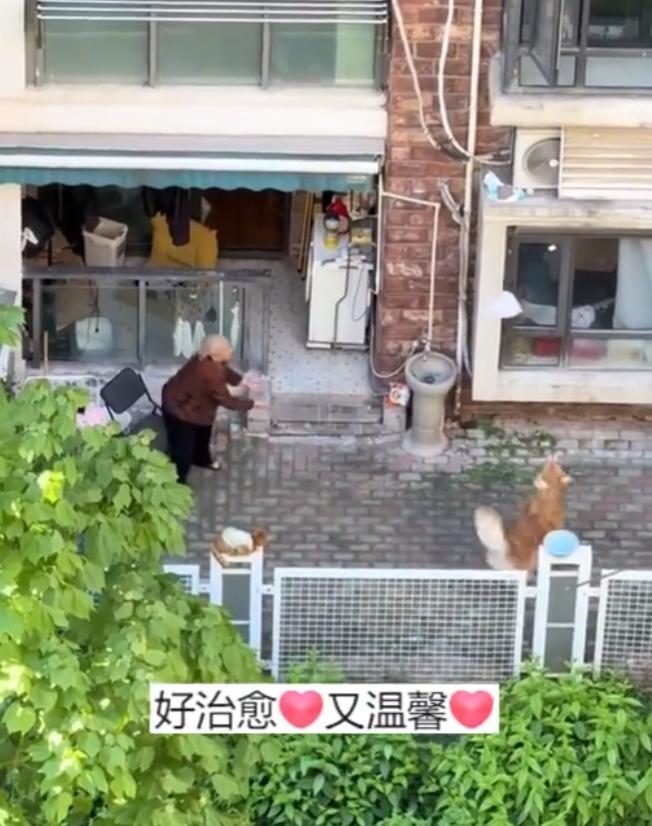 “上人民日报了！”上海，一小伙在自家阳台透个气，低头一看直接愣住。楼下的小院里，
