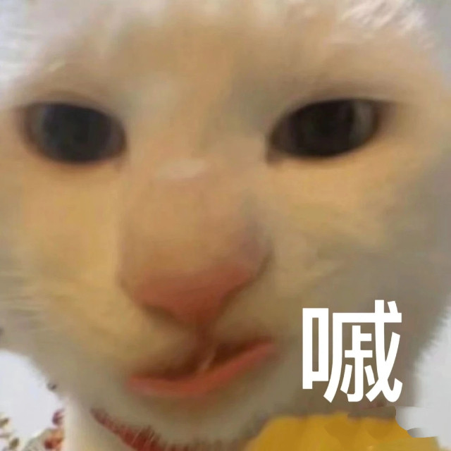 每天一条冷知识你召唤白猫它不理你，真不是因为高冷……白猫有着先天性的感官生理缺