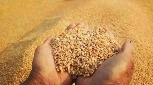 朝鲜人也没有想到啊！就派遣了1万多人去俄罗斯打了一仗！现在，俄罗斯生产的啤酒，烟