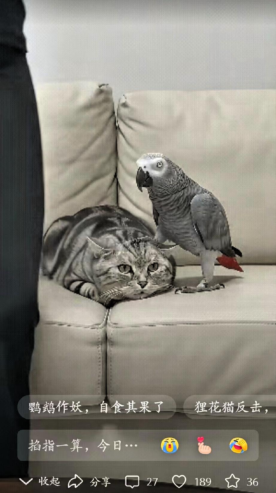 鹦鹉仗着女主人的宠爱，居然欺负到了狸花猫头上。很多家养宠物都会出现争宠的行