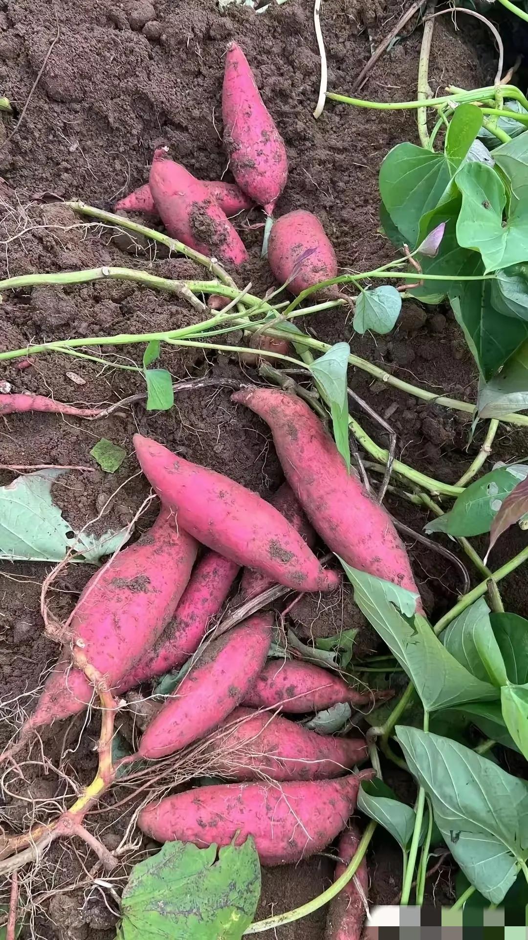 这也太吓人了1月24日，央视报道，湖北天门、云南红河两地许多农户对红薯和蔬菜使