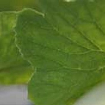 种植🍈香瓜的种植方法1、种植时间：香瓜的播种时间在每年八月到十月。2、土壤：