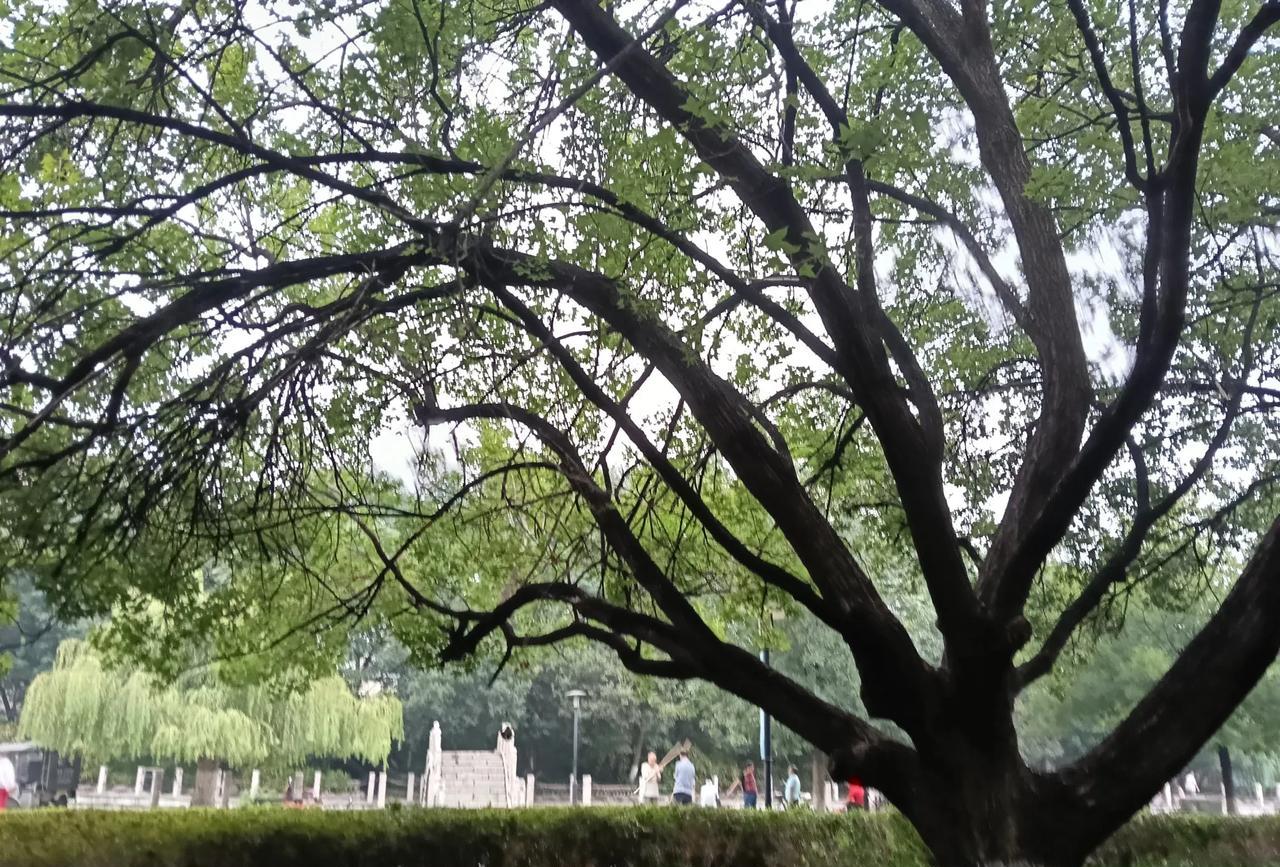 只要走出家门，随手一拍都是美景。这就是我们这边秋天里公园的景色。#随手拍张照