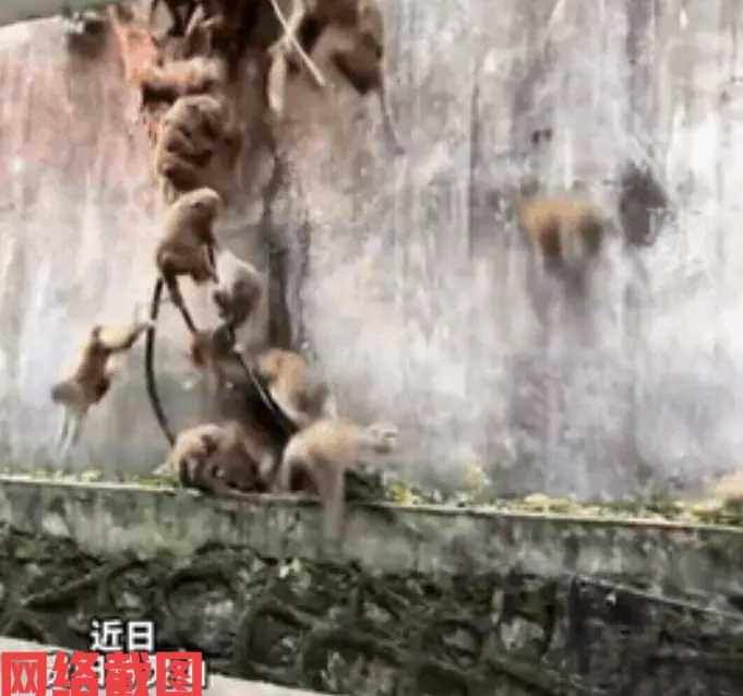 贵阳黔灵山有女子乘坐缆车欣赏美景。只是让女子没有想到的事，突然山间冒出有一大
