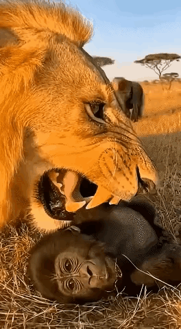 你们认为此时此刻的雄狮在想什么呢？①一口吃掉黑猩猩幼仔，②陪黑猩猩幼仔玩耍，③等