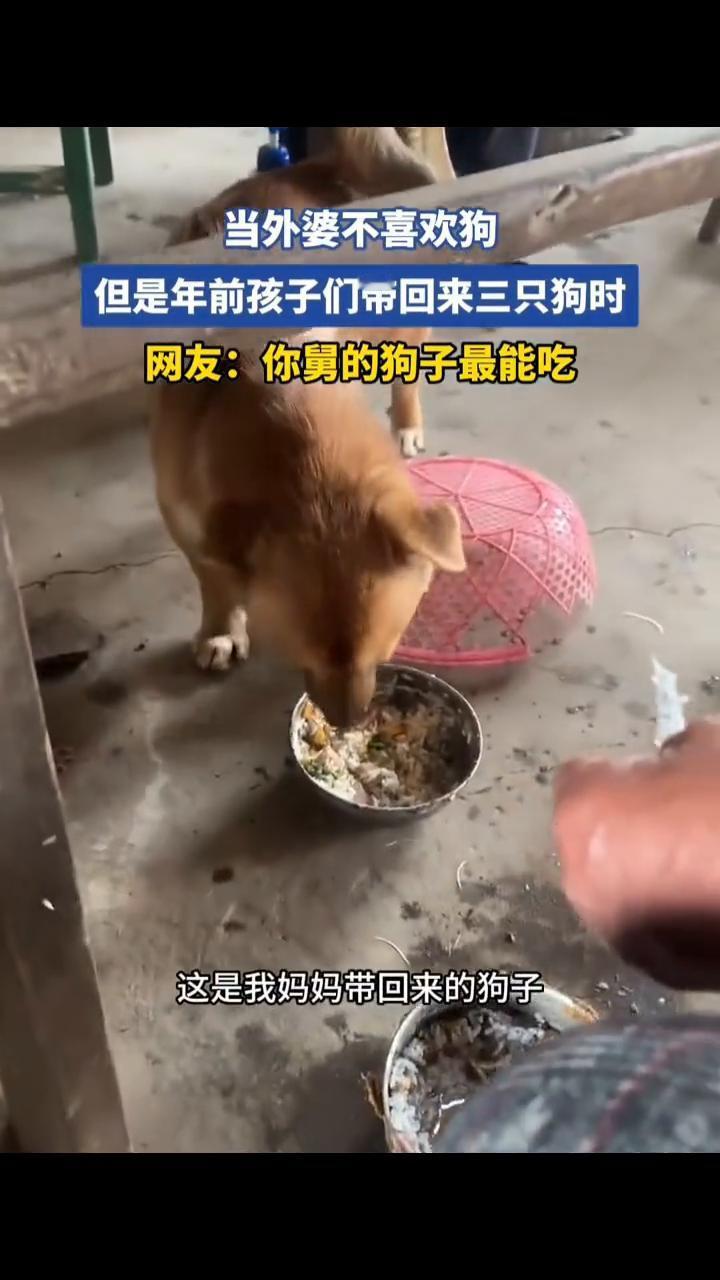 当外婆不喜欢狗，但是年前孩子们带回来三只狗时。网友：你舅的狗子最能吃。当外婆不