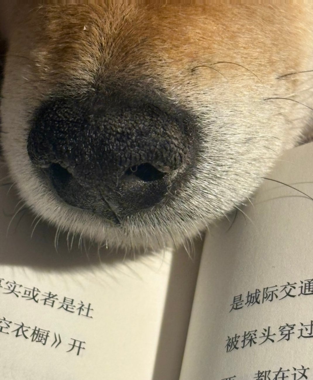 新发明，嘴筒子压书器