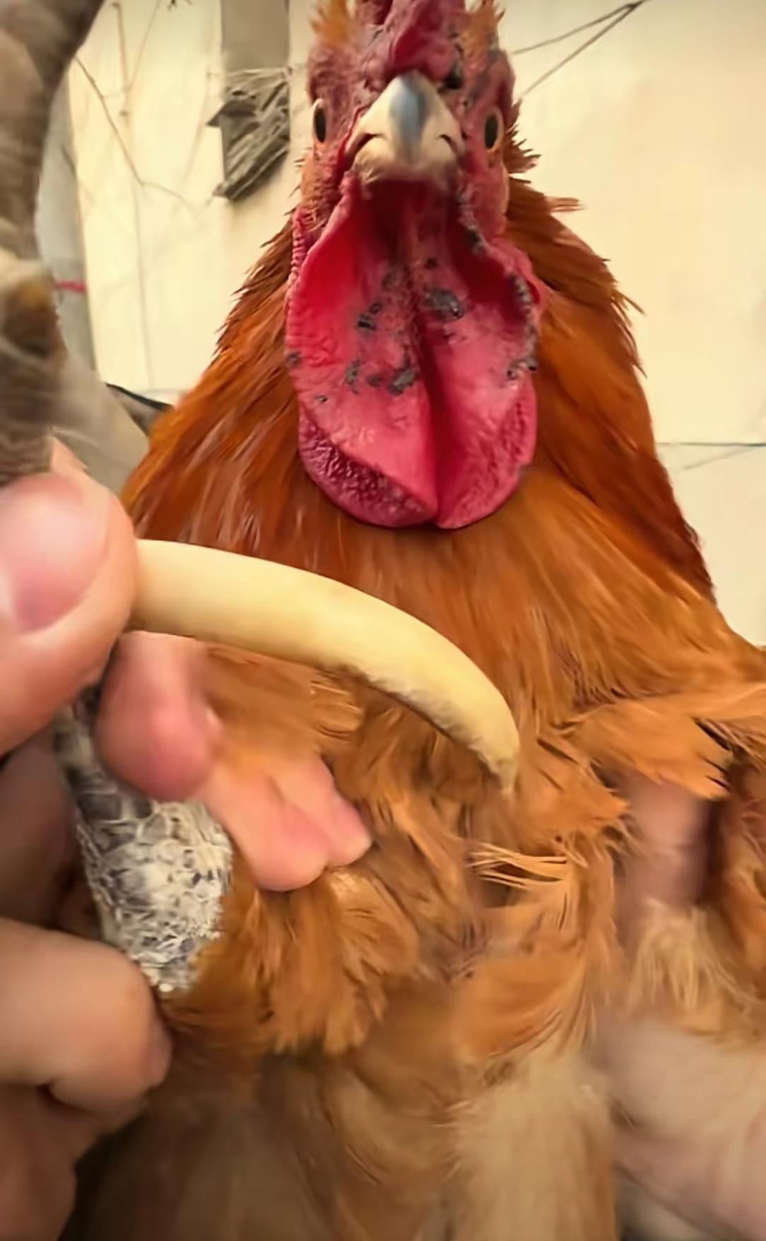 养了十年的鸡最后还是被卖了。那只大公鸡脚上的鸡蹬子长到十公分，还弯了一圈，看