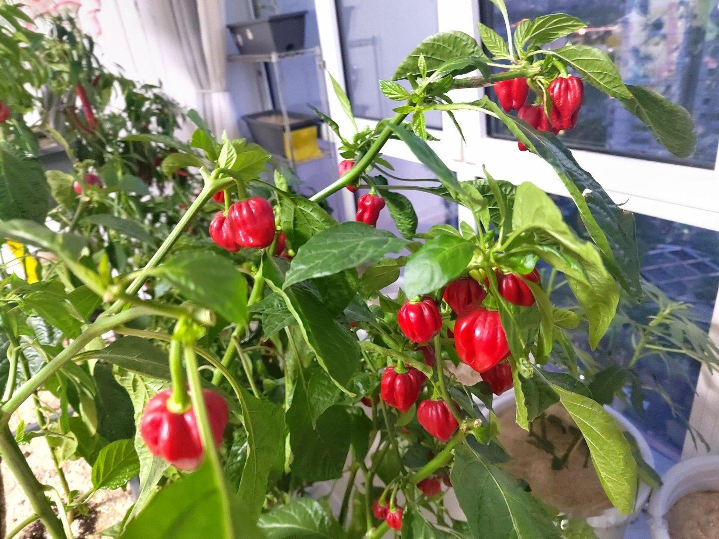 劳动节早起阳台浇水。六个无花果品种扦插成活。小番茄也开始结果。去年秋冬种的辣椒还
