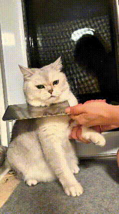 这个视频给我看笑了，这猫咪心眼子也太多了，猫咪本来脾气倔得很，剪指甲的时候一点都