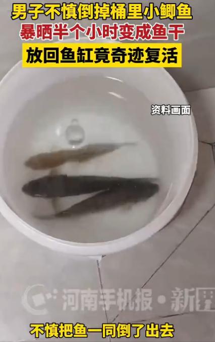 河南男子倒水把鱼一起倒出去了，捡回来已成鱼干，放回水里竟活了过来。有人倒水的