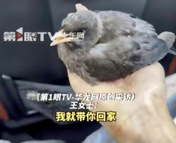太神奇！江西修水女子在外就餐时，一只小鸟突然飞落其身不愿离去，她随口许诺“不飞